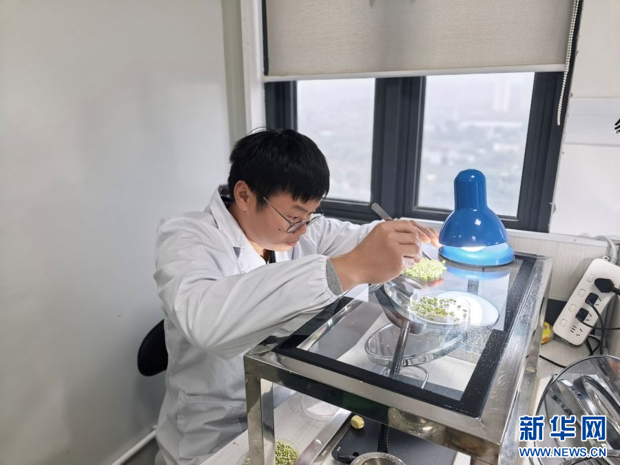 我国科学家揭示小麦品质育种新路径